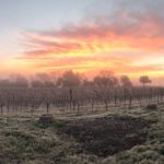 Enriquez Estate Winery