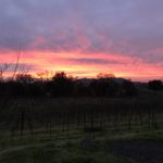 Enriquez Estate Winery